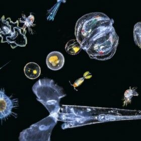 Analyse de l'ADN du plancton
