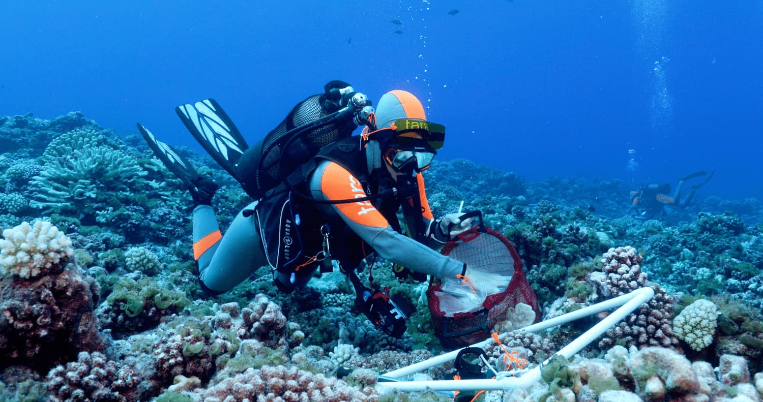 Échantillonnage des coraux par un plongeur de la mission scientifique Tara Pacific.