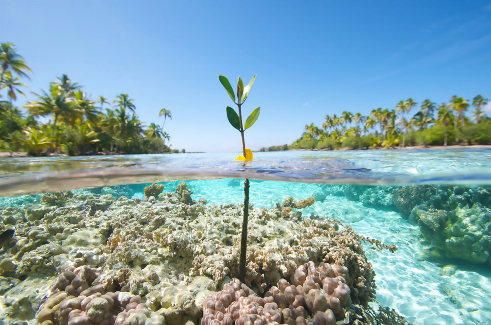 A tree sprout in a mangrove